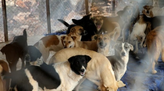 Monstruozno: Uzgajivač laboratorijima prodavao pse kako bi se na njima vršili eksperimenti