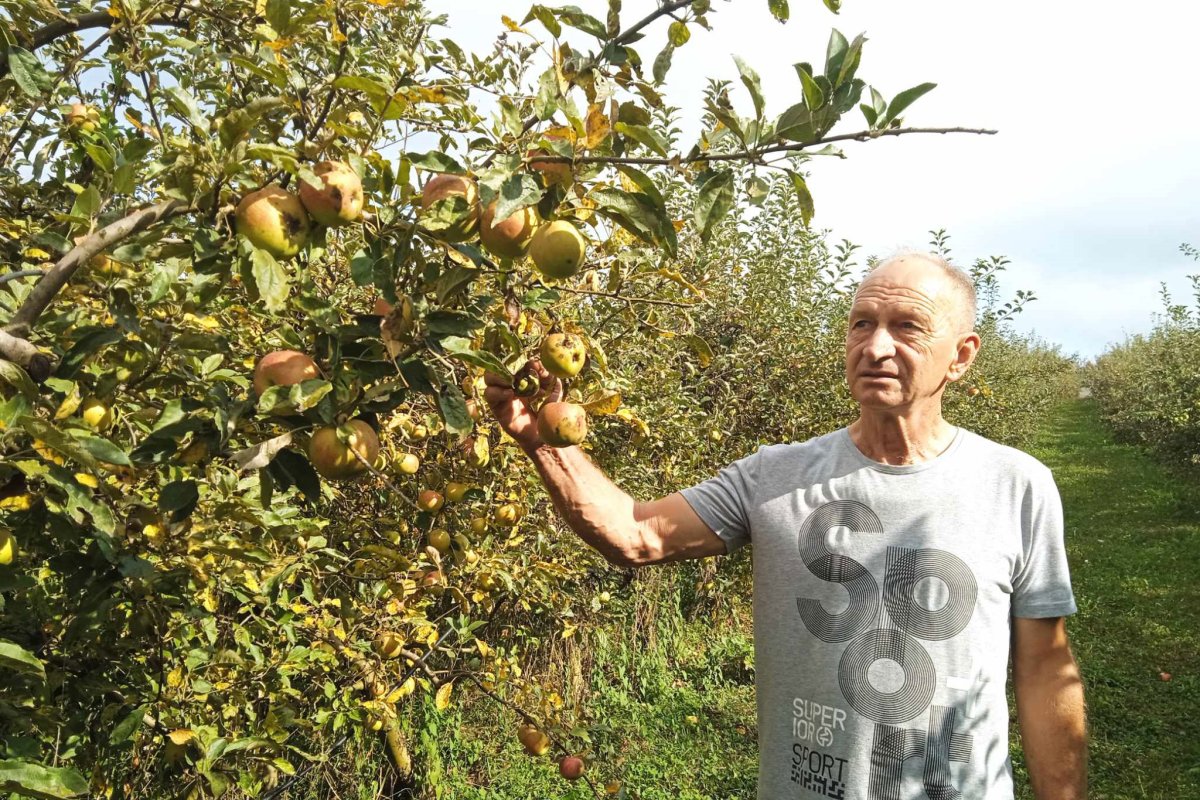 Očekuje se rodna godina